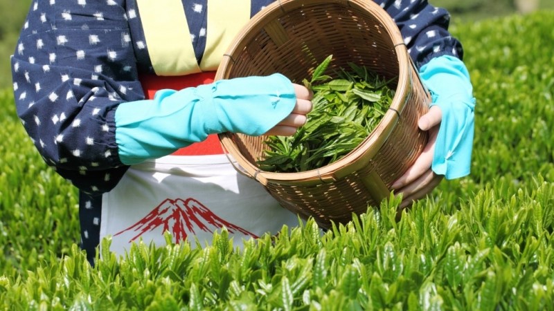 5 Ragioni per scegliere il Te Organico