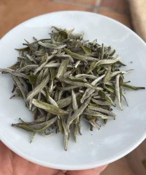 Early Spring Silver Needle White Tea