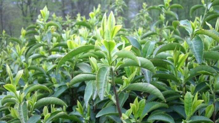 Camellia Sinensis